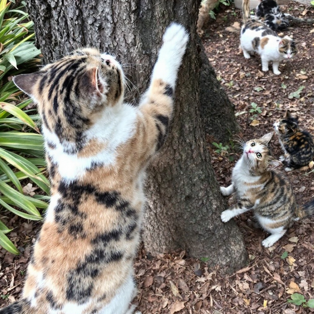 Ursachen für das Kratzen von Katzen Bild 1